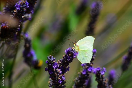 Papillon - Le Citron