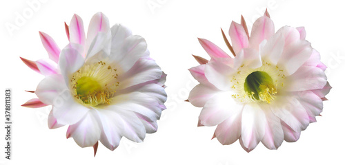 Macro photo cactus flowers set on white isolated background