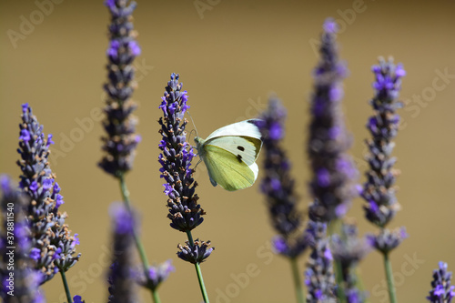 Papillon - Piéride du chou photo