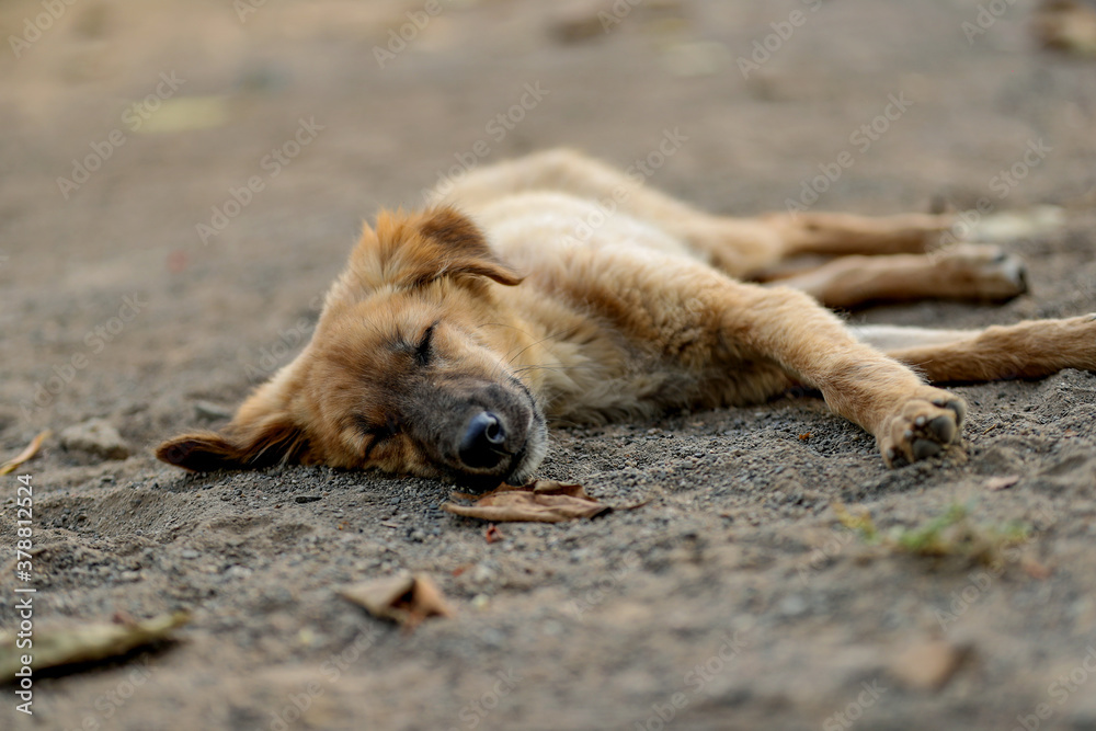 Cute Little Puppies Calmly slipping on Street Cute Little Puppies Calmly slipping on Street