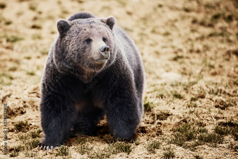 Fototapeta premium Brown bear (Ursus arctos) in a national park, Yellowstone National Park, Wyoming, USA