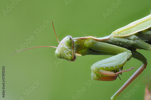 Europäische Gottesanbeterin (Mantis religiosa) photo