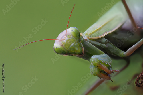 Europäische Gottesanbeterin (Mantis religiosa) photo