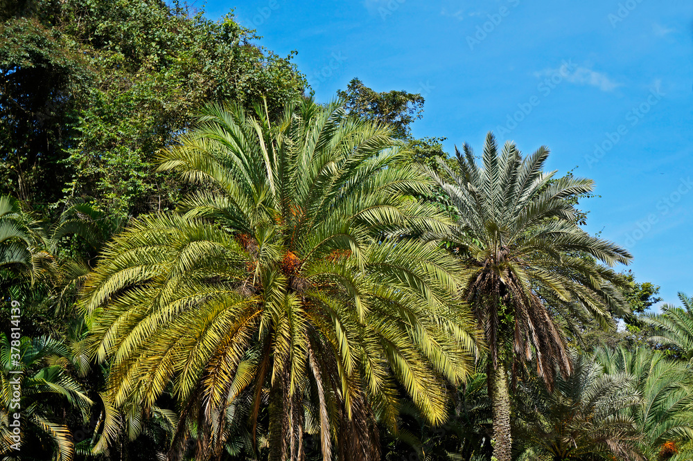 Date palm trees, Minas Gerais, Brazil