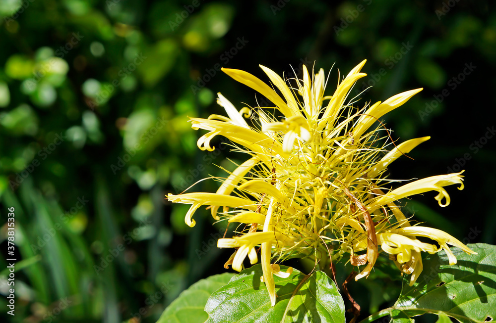 Brazilian plume flowers (Justicia umbrosa or Justicia aurea)