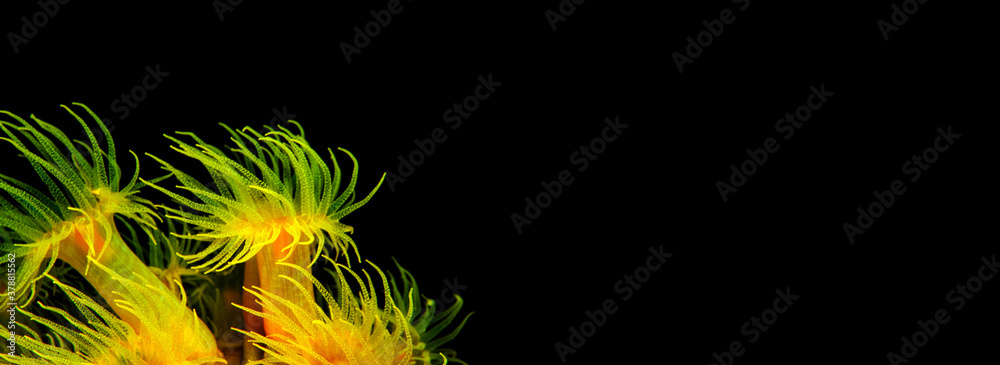Orange Cup Coral (Tubastraea coccinea) on Banner...You Can Add Your Own Text or Content