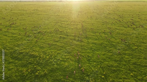 Dears Running in wild life 