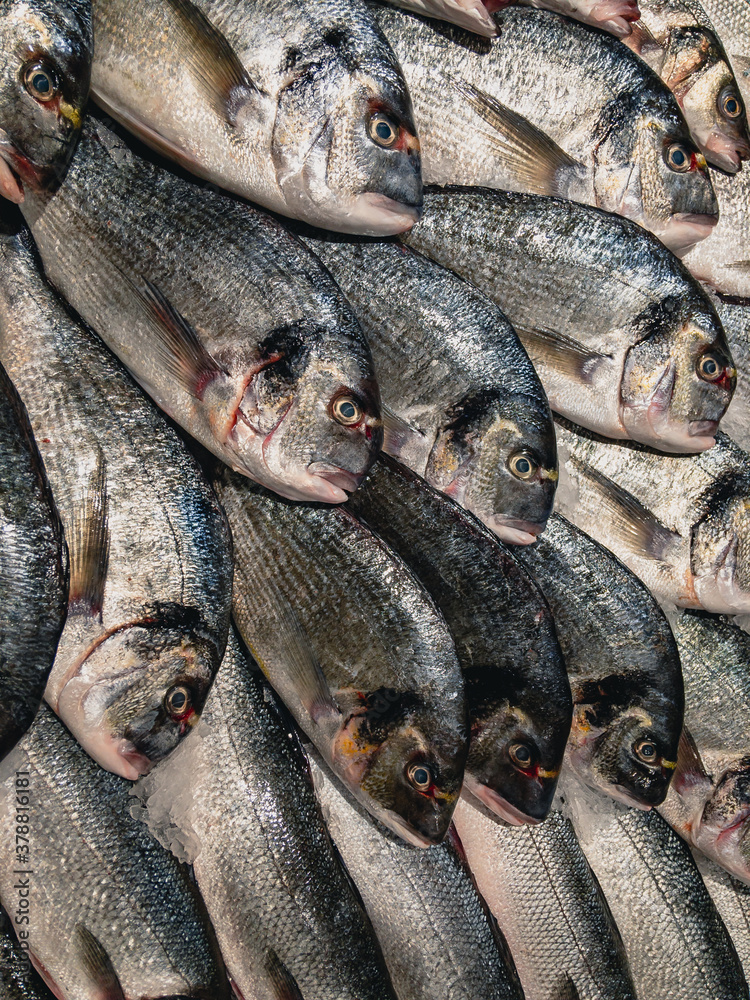 Fresh, chilled dorada fish, or aurata (Latin Sparus aurata) lies on ice in a supermarket. Seafood for you. Vertical photo. Fresh, chilled dorada fish, or aurata (Latin Sparus aurata) lies on ice in a supermarket. Seafood for you. Vertical photo.