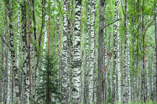 Beautiful birch forest. Background. Texture.