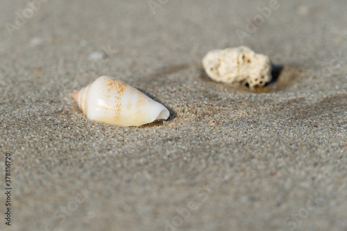 Seashells on the sandy beach on morning sunshine with copy space (selective focus) © KingmaPhotos