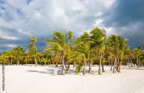 Palm trees on the beach, Key Biscayne, Miami-Dade County, Florida, USA © VisualEyze