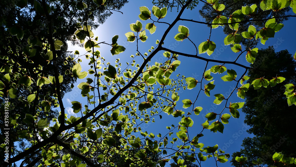 Green growing leaves of a beech tree (fagus, fagaceae) shot from below with backlight and sun shimmering through the leaves. Blue sky at spring day in Black Forest, Baden-Wuerttemberg, Germany. Green growing leaves of a beech tree (fagus, fagaceae) shot from below with backlight and sun shimmering through the leaves. Blue sky at spring day in Black Forest, Baden-Wuerttemberg, Germany.
