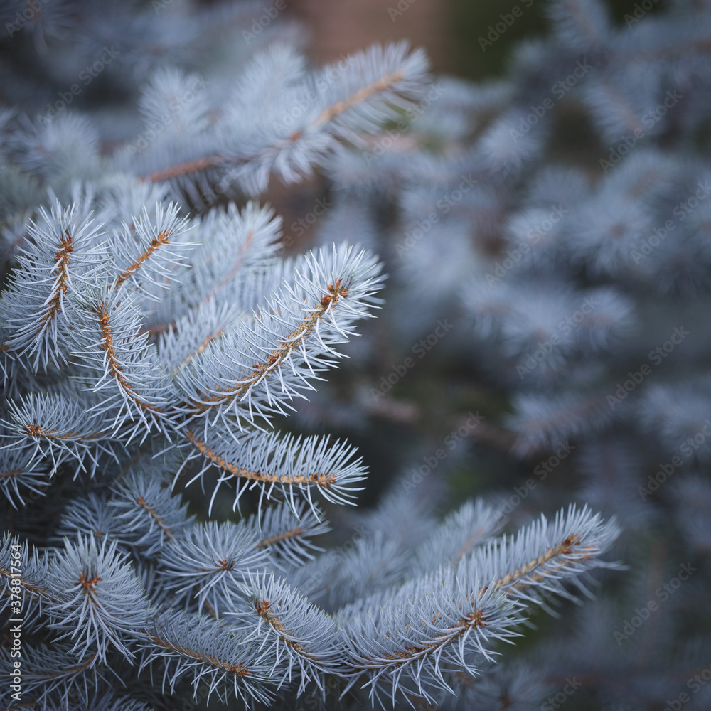 Natural blue spruce in the park on a warm sunny day. Natural blue spruce in the park on a warm sunny day.