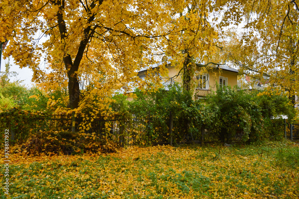golden autumn in the town