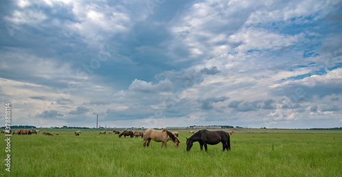 A herd of horses grazes in the distance on a green field.