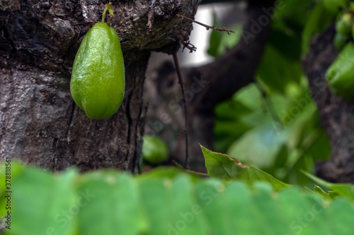 Averrhoa bilimbi on the tree, is a fruit-bearing tree of the genus Averrhoa, family Oxalidaceae. photo