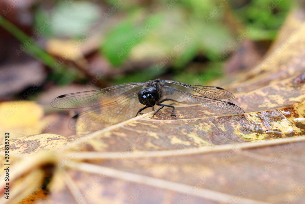 A black dragonfly on a leaf. Dragonfly in the wild. An insects in nature A black dragonfly on a leaf. Dragonfly in the wild. An insects in nature