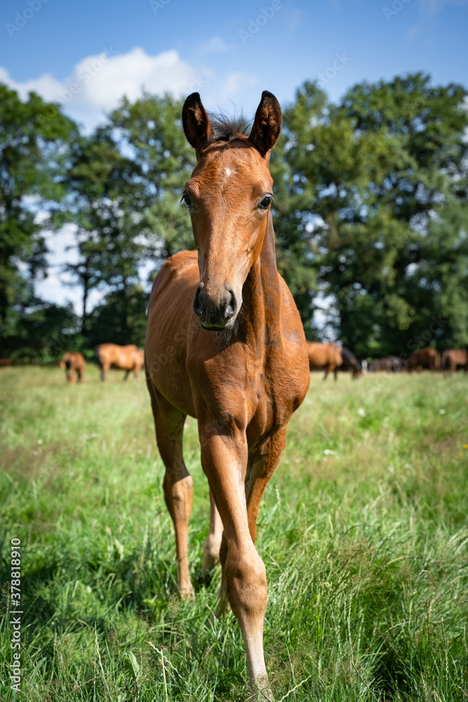 Zucht und Haltung von Hannoveraner Pferden auf einem Pferdehof in Norddeutschland. Landwirtschaftliches Symbolfoto. Zucht und Haltung von Hannoveraner Pferden auf einem Pferdehof in Norddeutschland. Landwirtschaftliches Symbolfoto.