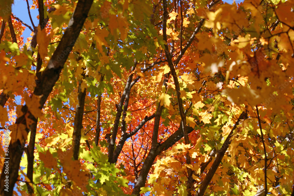 Foliage 3 Foliage 3