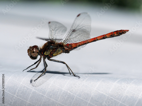 Große Heidelibelle - Sympetrum striolatum photo