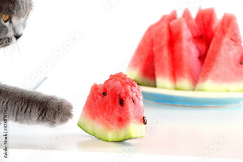 The gray Scottish cat is eating a juicy sweet watermelon. A domestic cat that loves to eat fruits and berries.