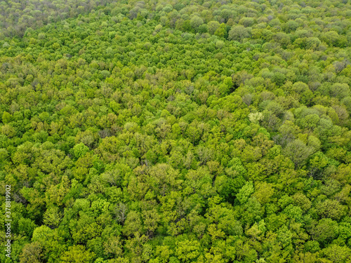 Green forest top view, aerial view.