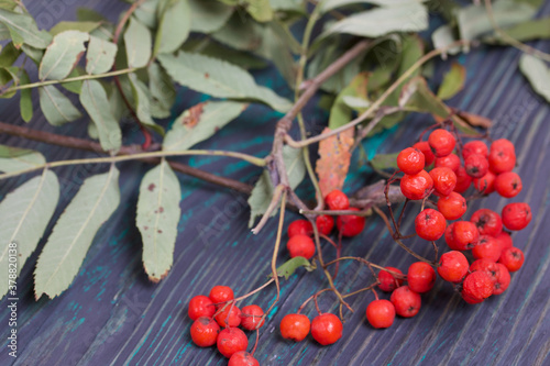 Rowan branch with berries and leaves. Lies on pine boards painted black and green. Autumn background. photo