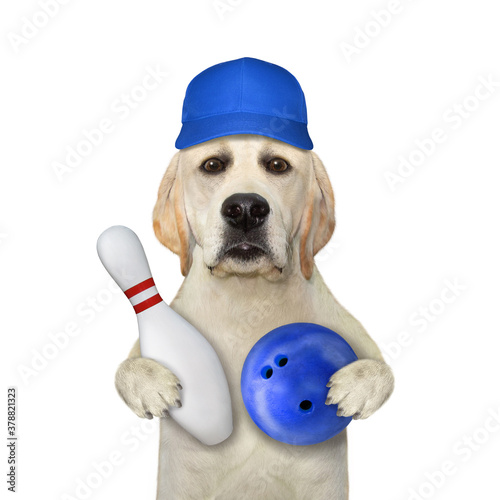 Dog with bowling pin and blue ball photo