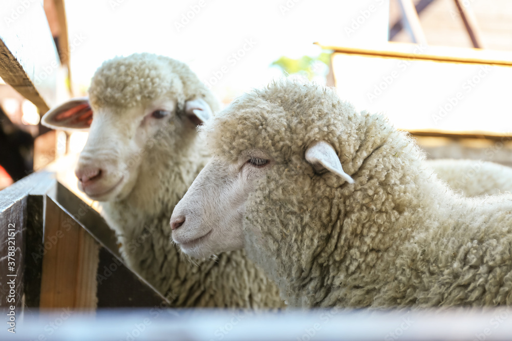 Obraz premium Cute funny sheep near fence on farm. Animal husbandry