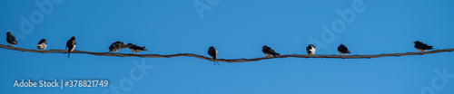 The bird on the wire on the blue natural sky background © ErdalIslak