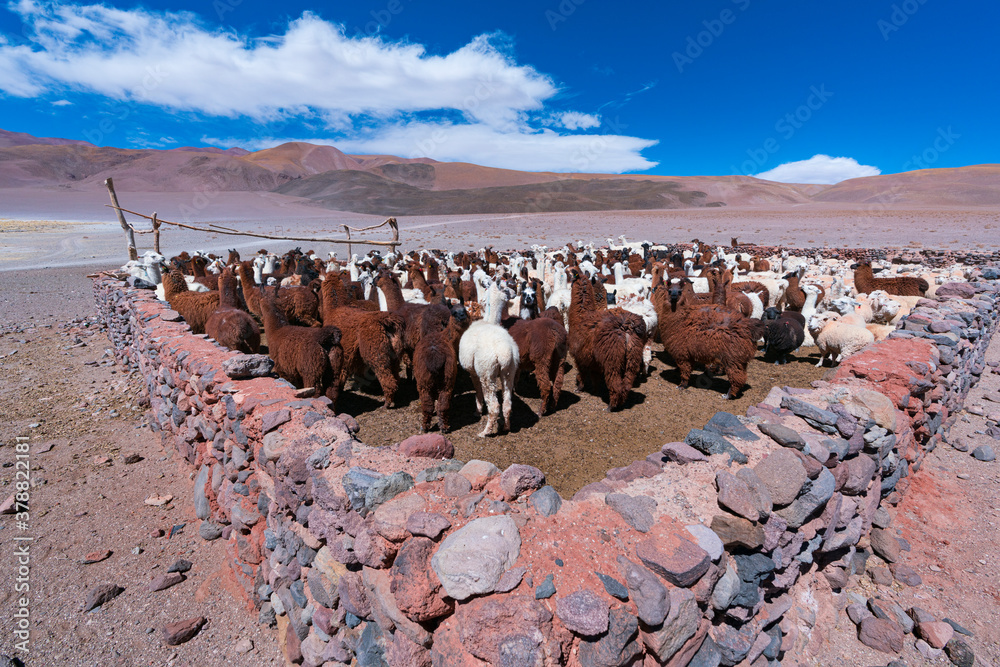LLAMA (Lama glama). La Puna, Argentina, South America, America Stock
