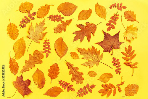 Pattern of autumn colorful leaves, yellow leaves, yellow background