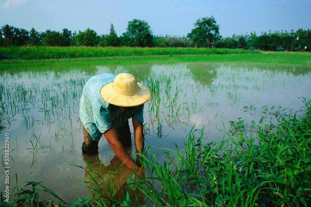 Farmer working in a rice field, Sukhothai, Thailand Farmer working in a rice field, Sukhothai, Thailand