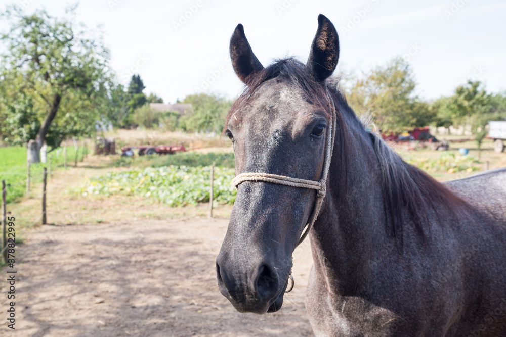 Fototapeta premium Close up of young horse at the farm.