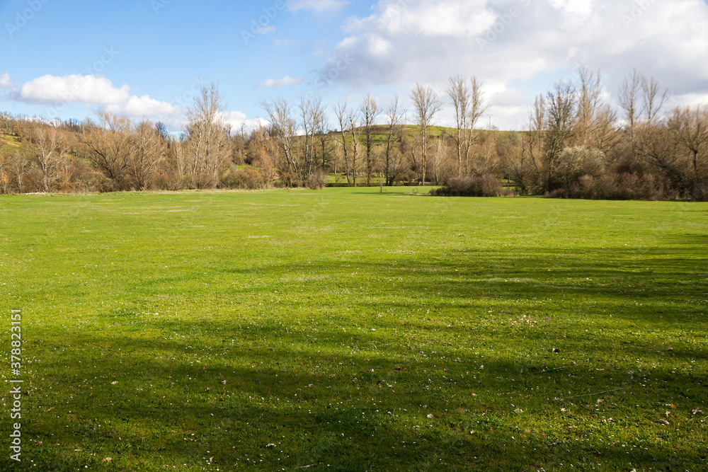 Fototapeta premium Sunny green meadow, in spring, with winter trees and shrubs and sky with clouds