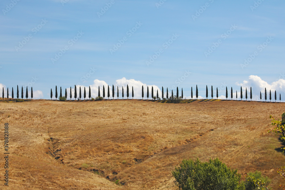 Tuscan cypresses along a hill ridge