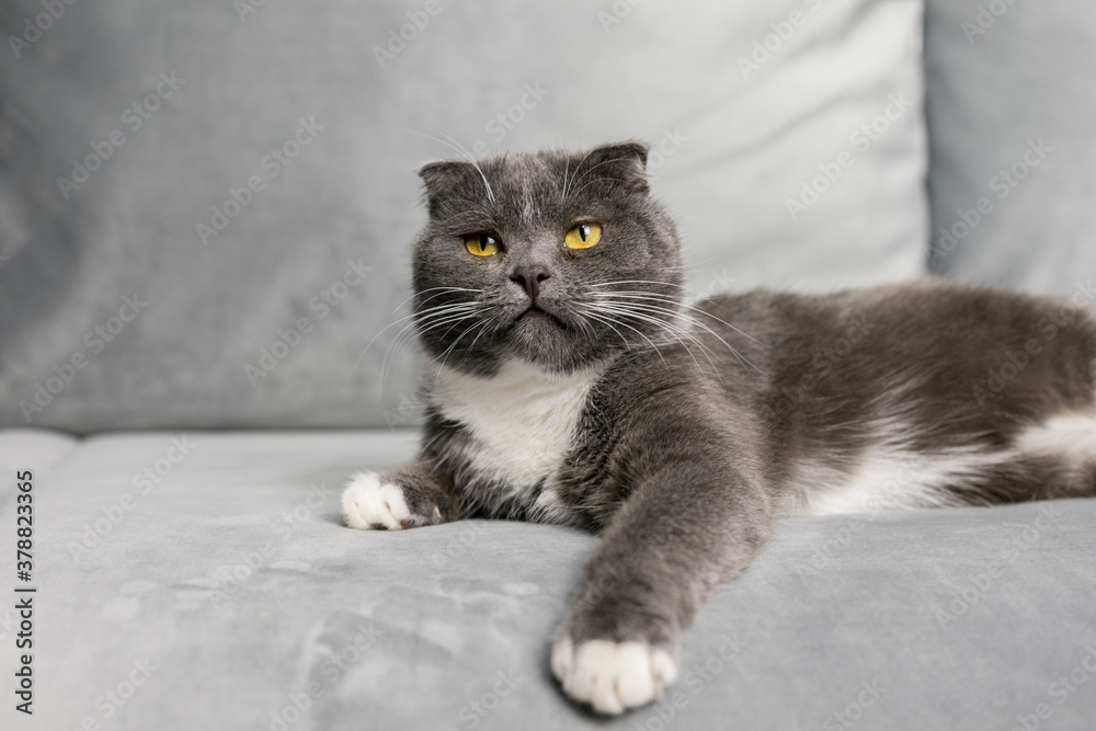 A gray cat lies on a gray sofa