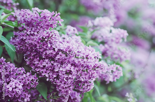 Spring lilac flowers