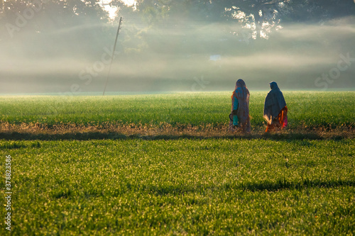Rural women worker walking in the field of wheat on a misty morning in a village at India