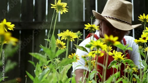 Farm Woman Sitting And Removing Weeds Growing With The Lovely Flowers Of Black-eyed Susan In The Garden At Centerville, Ohio, USA. Gardening. - close up shot photo