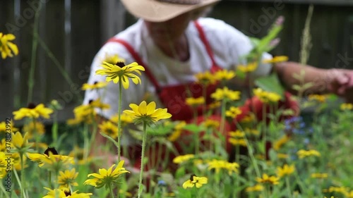 Beautiful Black-eyed Susan Flowering During Summer With A Woman Removing Weeds In The Garden At Centerville, Ohio, USA. - selective focus shot photo