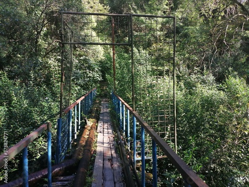 BRIDGE AND FOREST