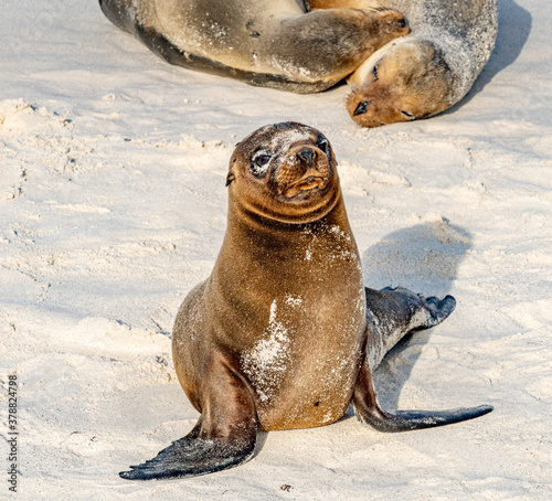 Galapagos - Espanola - Bahia Gardener - young Sea Lion