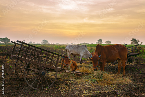 Three bulls & cart in golden light. © njbfoto