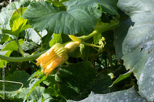 Gourd with with yellow flower on the plant  photo