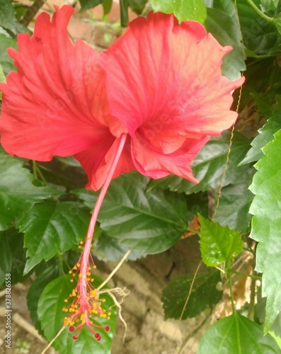 hibiscus flower