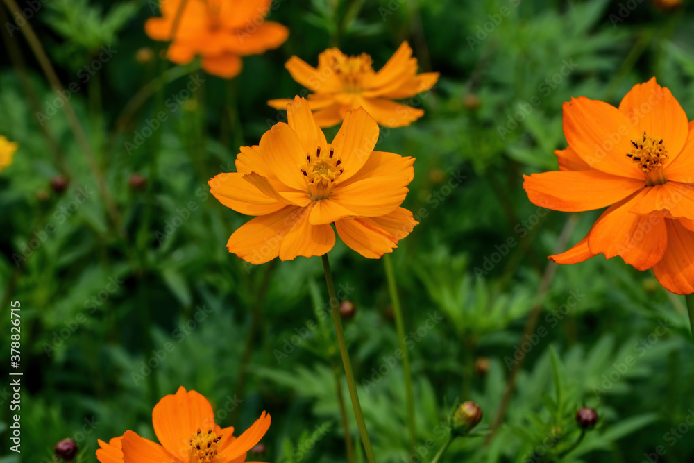Orange cosmos flower in dull sun light. They are herbaceous perennial plants or annual plants.  The flowers have a ring of broad ray florets and a center of disc florets.