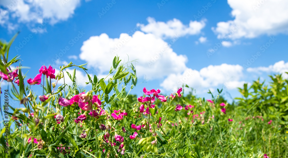 Lathyrus tuberosus, tuberous pea, tuberous vetchling, earthnut pea, aardaker, tine-tare climbing groundcover with pink bee-pollinated flowers. Used in agriculture, medicine, beekeeping Lathyrus tuberosus, tuberous pea, tuberous vetchling, earthnut pea, aardaker, tine-tare climbing groundcover with pink bee-pollinated flowers. Used in agriculture, medicine, beekeeping