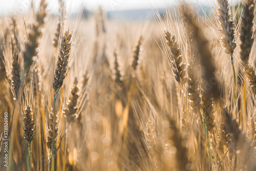 Photo of a wheat field at sunset. selective focus. separate spikelets of wheat. Agriculture, agronomy, concept
