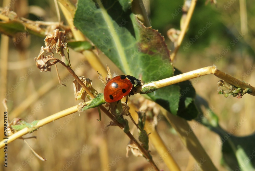 Fototapeta premium Ladybug on a blade of grass in the meadow, closeup